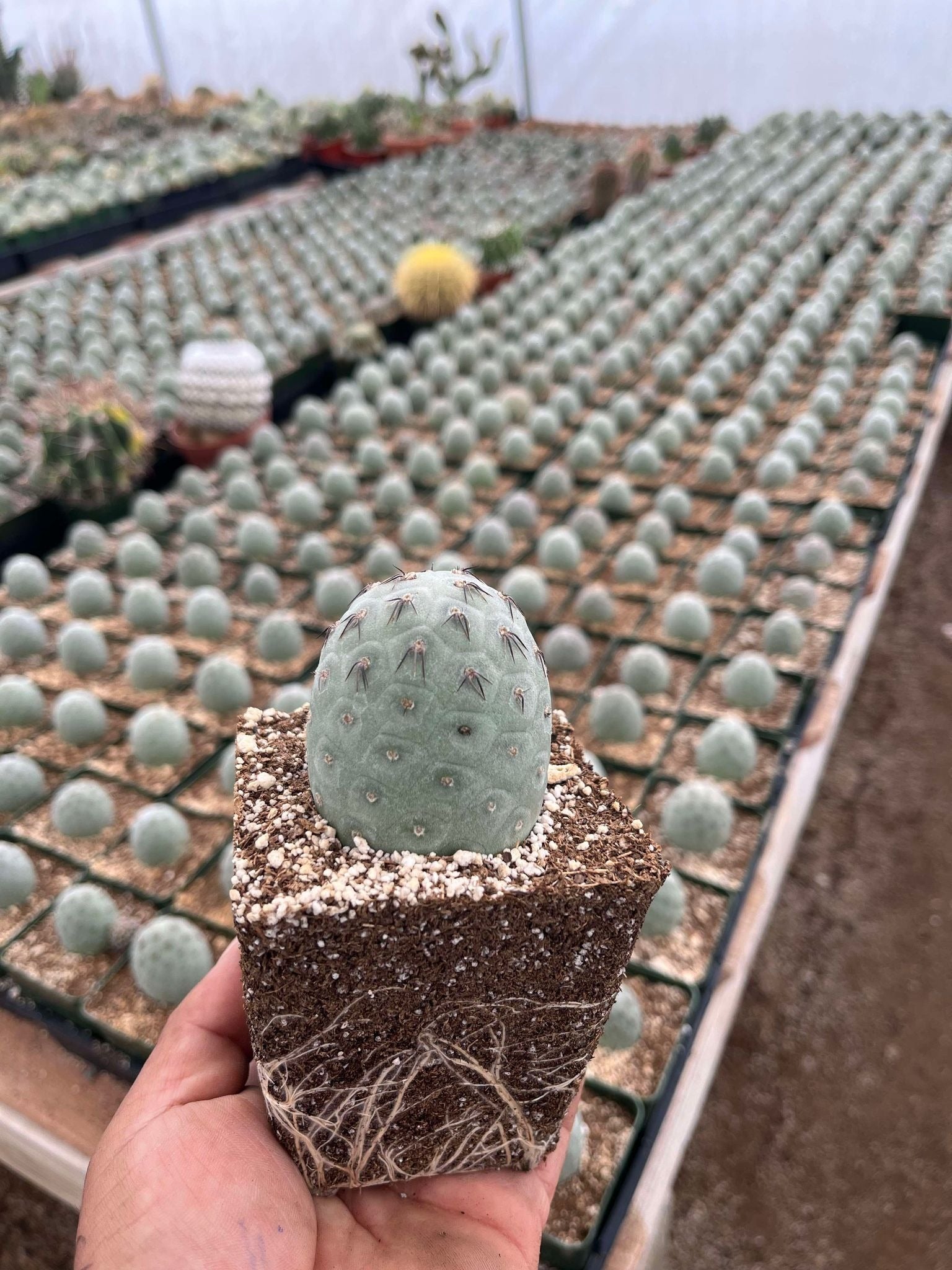 Tephrocactus Geometricus, rare cactus, rare cactus for sale, rare cactus for sale near me, low maintenance cactus