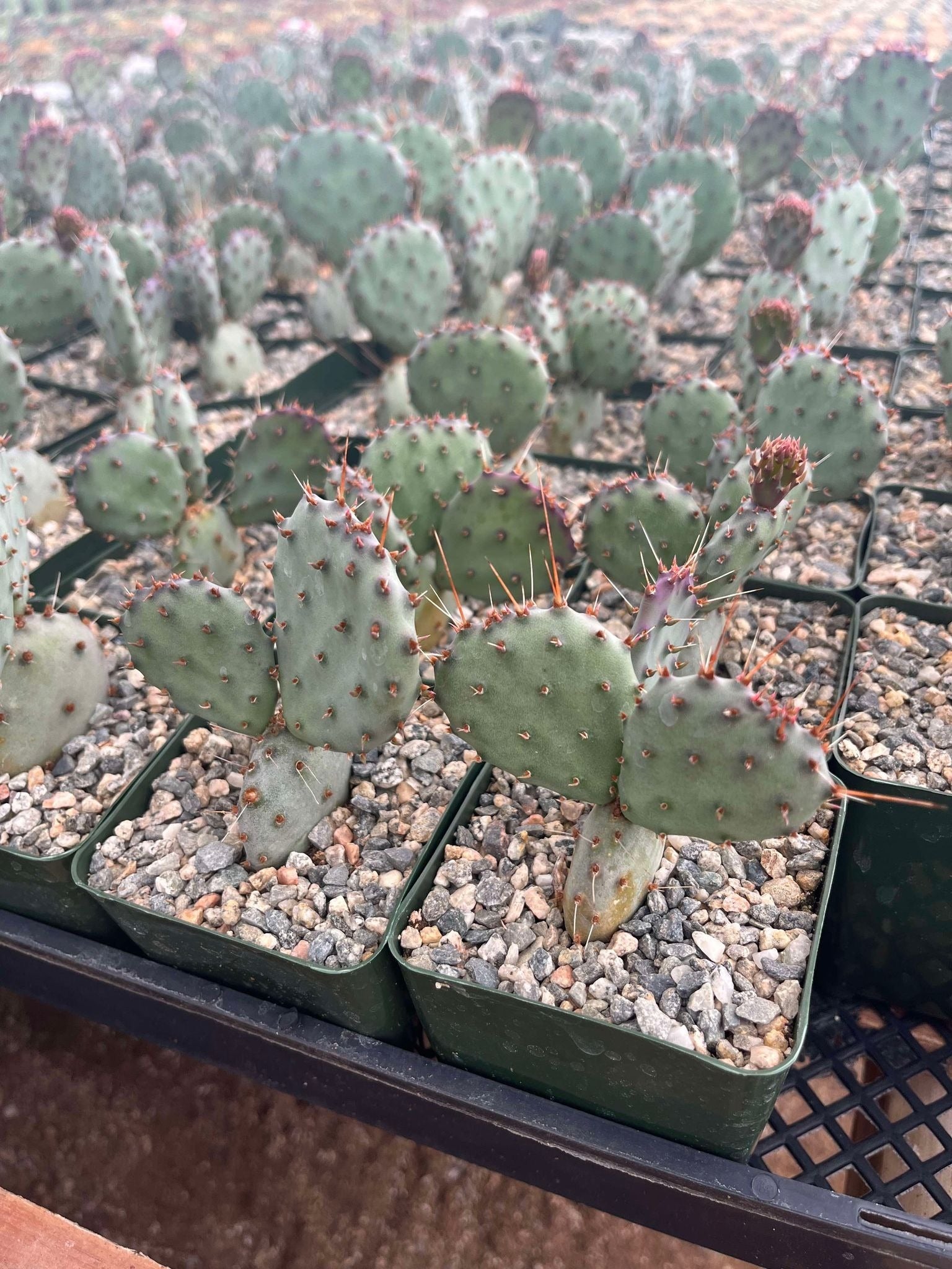 Rare Purple Prickly Pear Cactus, 4 inch Rare Purple Prickly Pear Cactus, opuntia basilaris baby rita, rare cactus for sale, cactus shop in ca