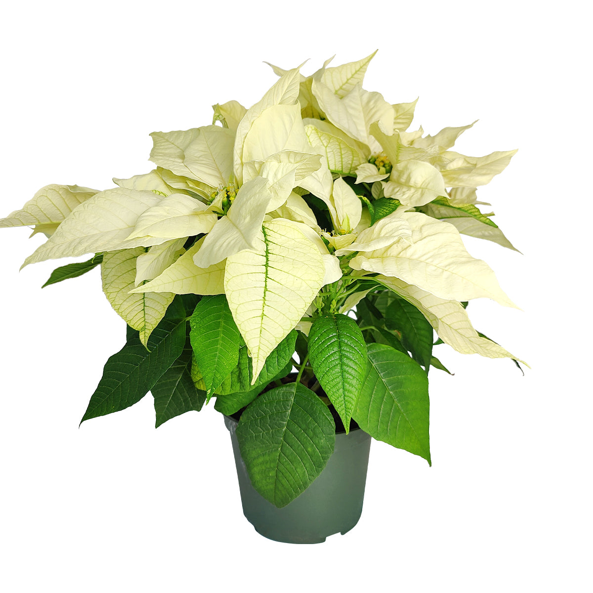 holiday plants, christmas plants for sale, buy xmas plants online, last minute xmas gifts, 2025 holiday decor