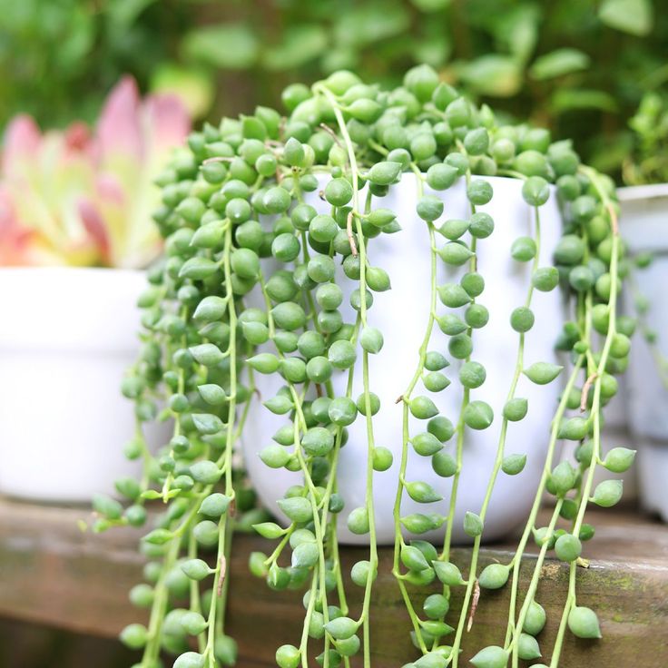 fuzzy trailing succulent String of Tears Senecio Herreianus 2 inch by Succulents Box