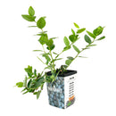 edible berry bushes, edible berry bushes, buy berry plants online, plant nursery near me