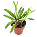 Neoregelia Donger, houseplants, indoor plants, unique plants, live indoor plants, best online nursery california
