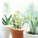 Variegated Elephant Bush, indoor succulents, succulents shop in California, monthly succulents, succulent care guide, succulent care tips, cactus, succulents store in CA, succulent plant, Variegated Elephant Bush in California, How to grow Variegated Elephant Bush, dwarf jade plant, jade plant for sale, lucky plant for sale, money tree for sale