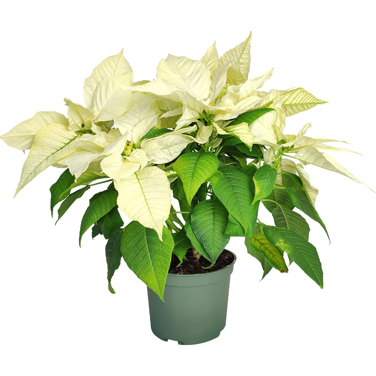 White Poinsettia (Christmas Plant)