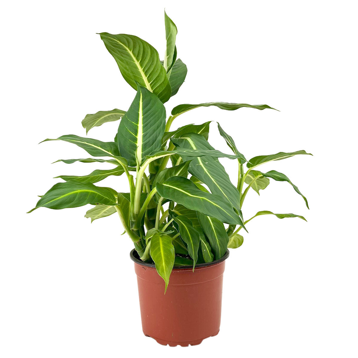 mature dieffenbachia Dieffenbachia Green Magic Houseplant - Lush Indoor Plant