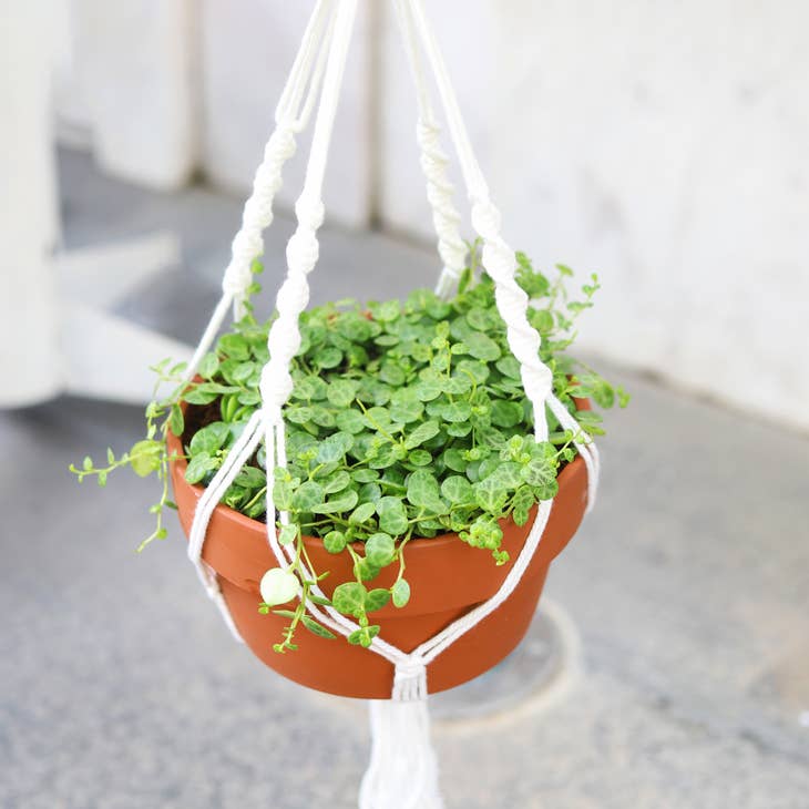 real hanging plants for sale Peperomia String Of Turtles for Sale, Buy Hanging Succulent Plant Online