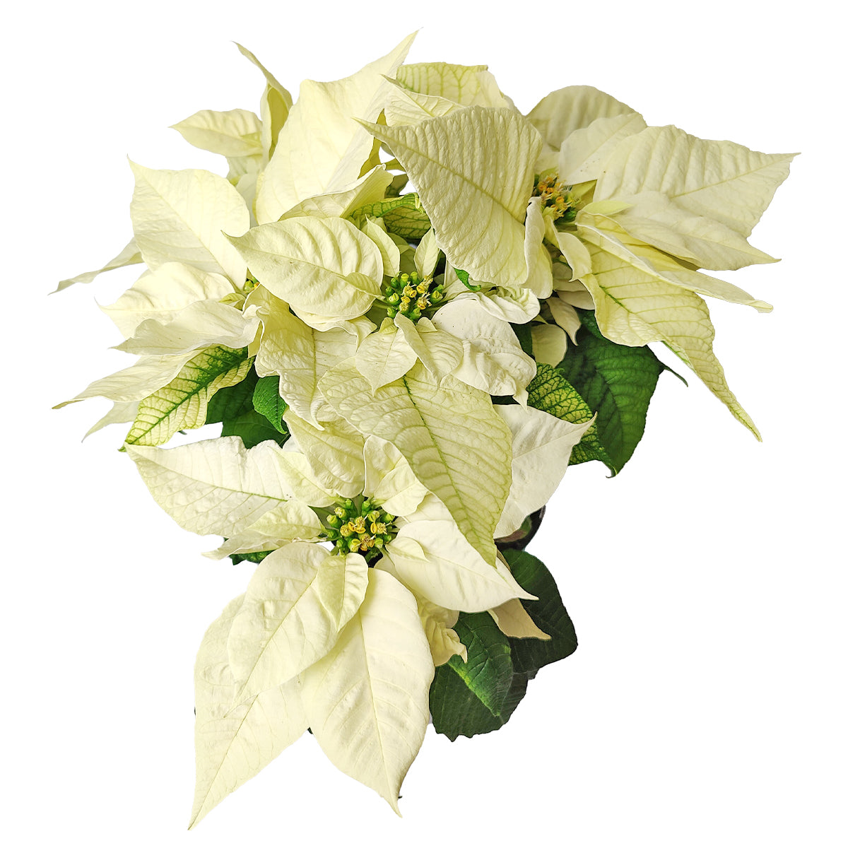 xmas decor ideas, christmas gifts, buy xmas gifts online, xmas gifts delivery, buy Poinsettia &#39;White&#39; plants in ca