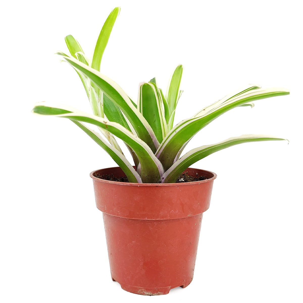 Neoregelia Donger, houseplants, indoor plants, unique plants, live indoor plants, best online nursery california

