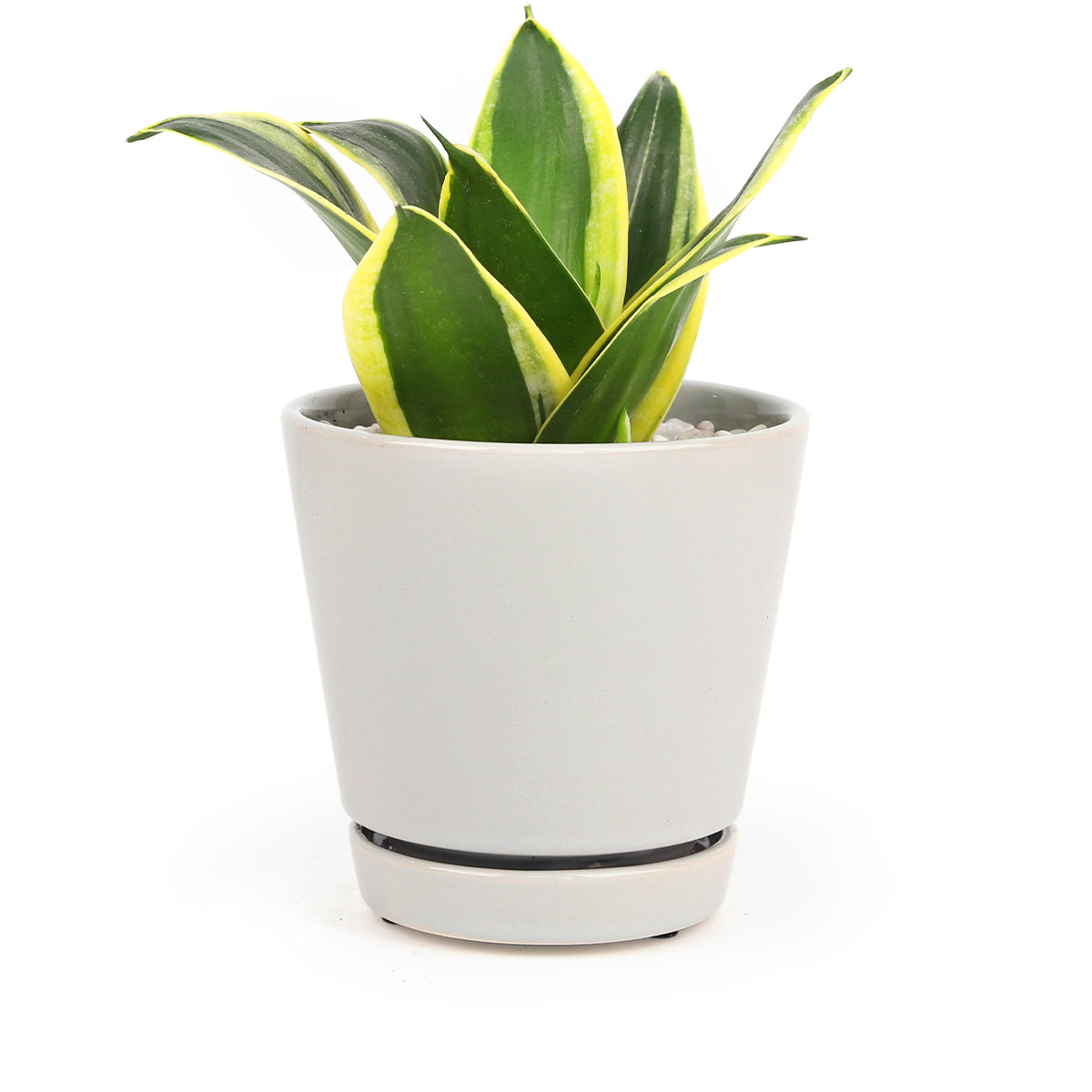 Gray modern pot, pot with saucer and drainage hole, minimalist pot for houseplants and succulents