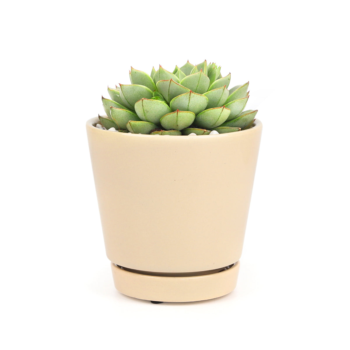oatmeal color pot, modern pot with saucer and drainage hole, minimalist pot for houseplants and succulents