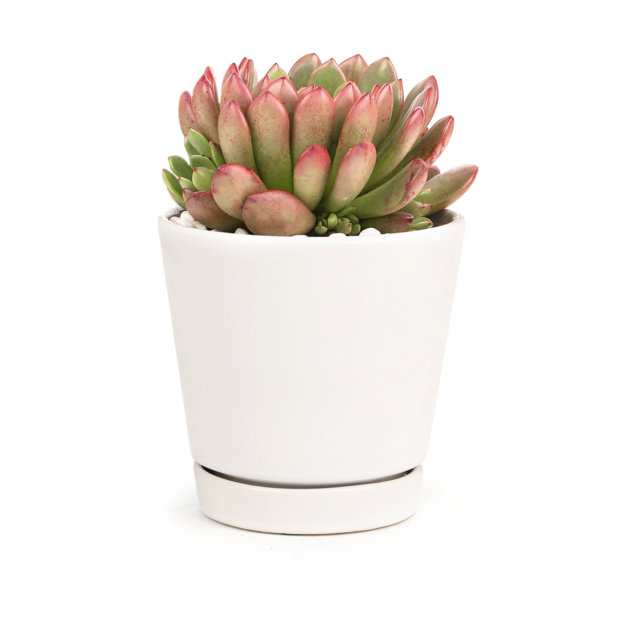 succulent pots white 4 inch White Minimalist Pot | Minimalist Style Ceramic Decor for Home and Office
