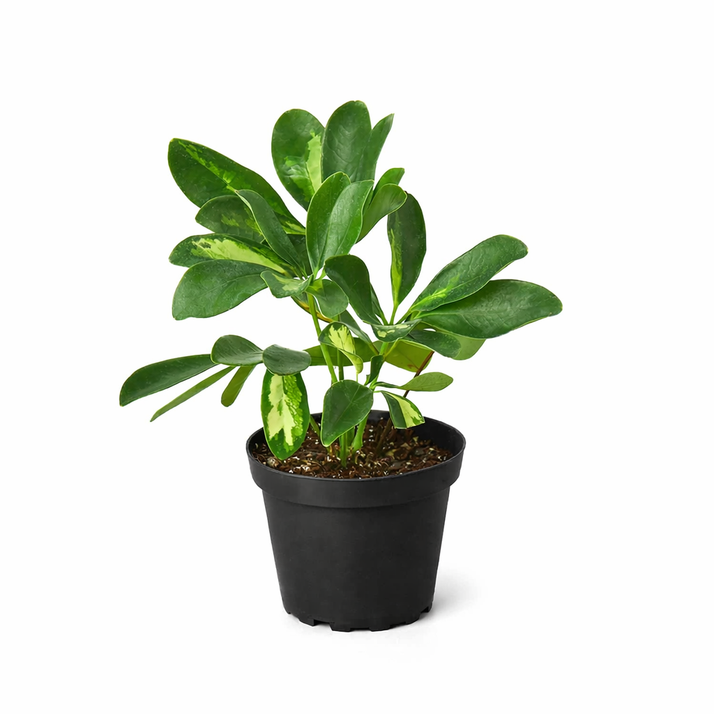 Schefflera Variegated