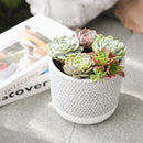 rosette succulents, colorful succulents, stunning succulent arrangement for home and office decor, unique succulent plants