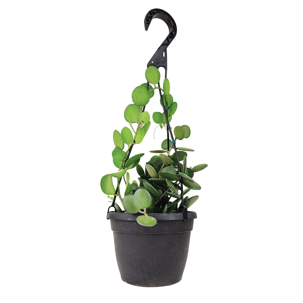 Xerosicyos danguyi, Silver Dollar Vine, Rare Succulent Plant, Trailing Succulent, Penny Plant, Care Guides for growing Silver Dollar Plant, buy Succulent in Hanging Basket