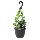 xerosicyos danguyi silver dollar vine, silver dollar vine for sale, silver dollar vine plant care, rare silver dollar vine succulent