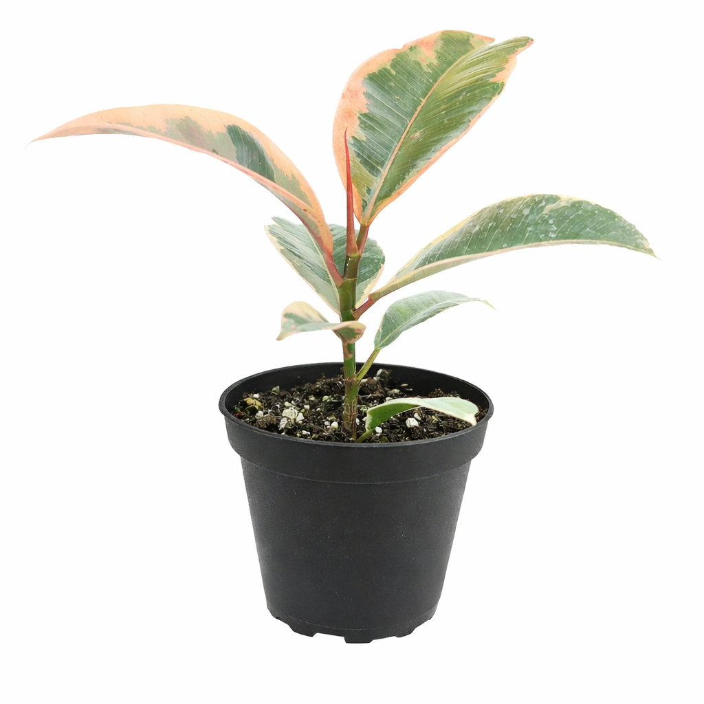 Ficus Elastica Ruby Pink Rubber Tree Delivery, Easy to care houseplant for beginner, Best Feng Shui Plants for your home office, how to care for ficus houseplant, colorful indoor houseplant for sale