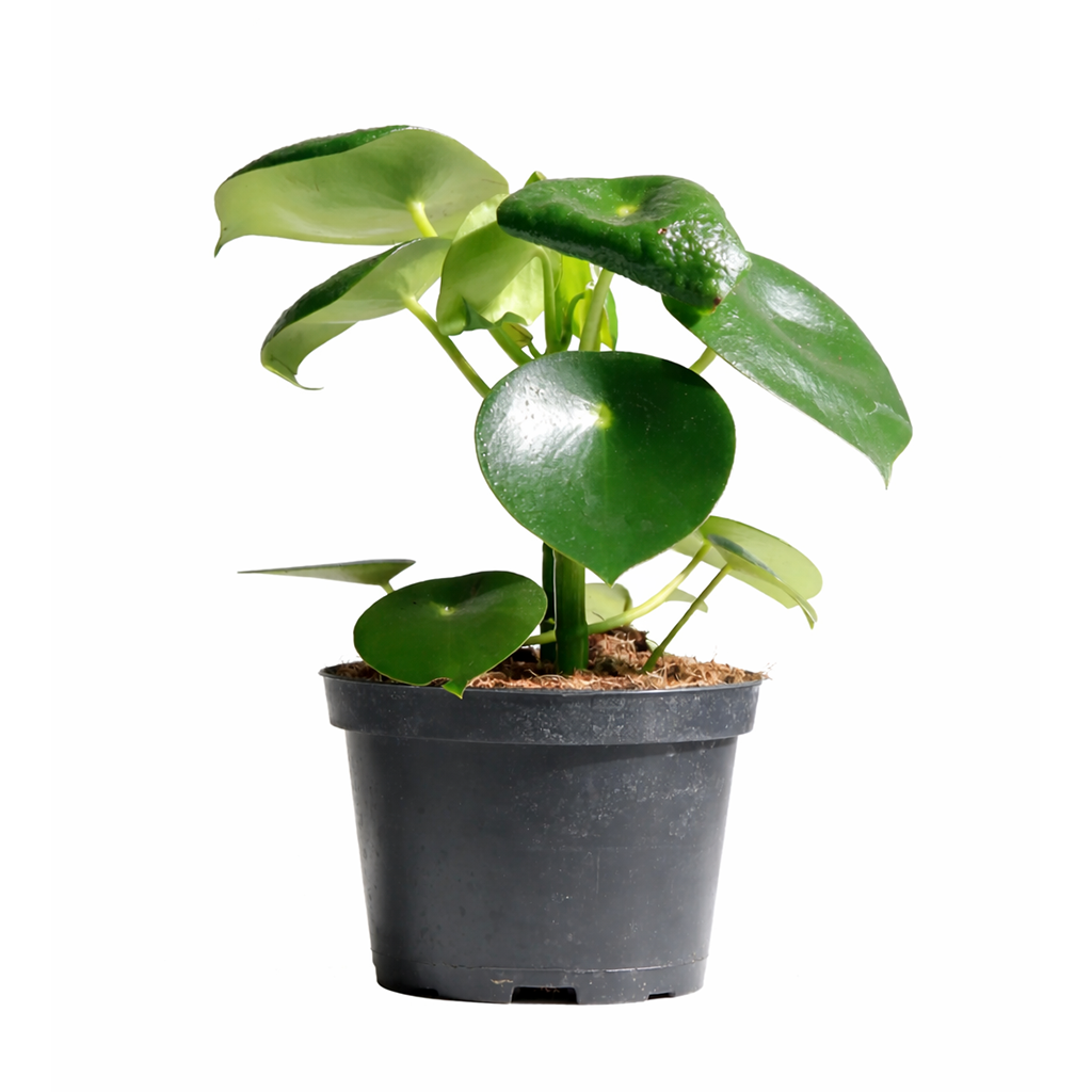 Raindrop-shaped leaves Plant in a 6 inch pot, Houseplants as home decor gifts, Gifts for plant lovers, Buy Peperomia polybotrya Raindrop online