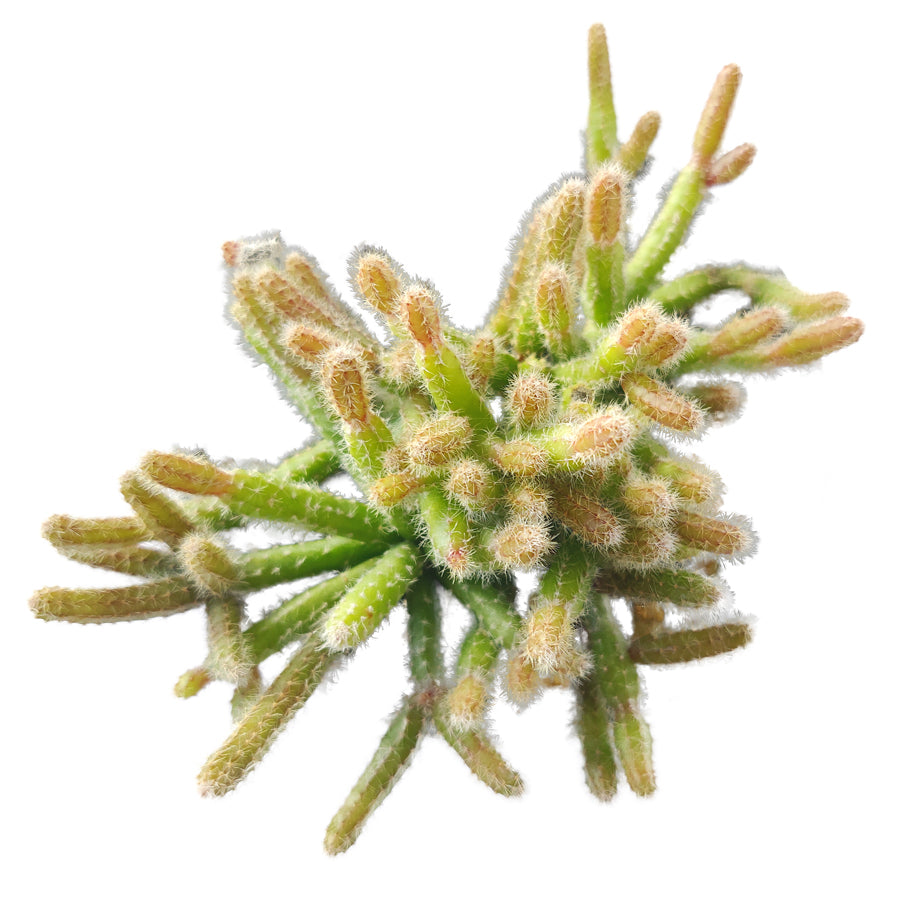 Mini Rat&#39;s Tail Cactus