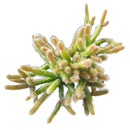 Mini Rat&#39;s Tail Cactus