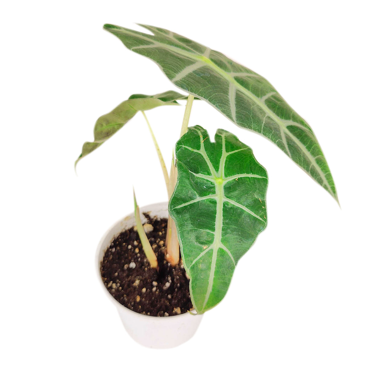 Alocasia Polly, Tropical Houseplants, Indoor Houseplants, Easy Care Houseplants, How to Care for Alocasia Polly, Elephant Ear Plants, best online nursery for perennials
