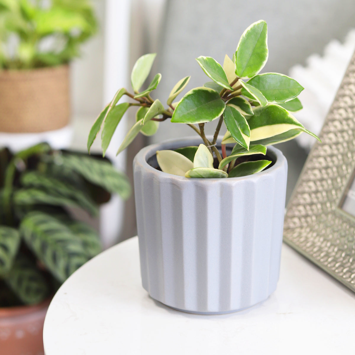 Variegated Hoya Carnosa plant in decorative pot, houseplant as gift