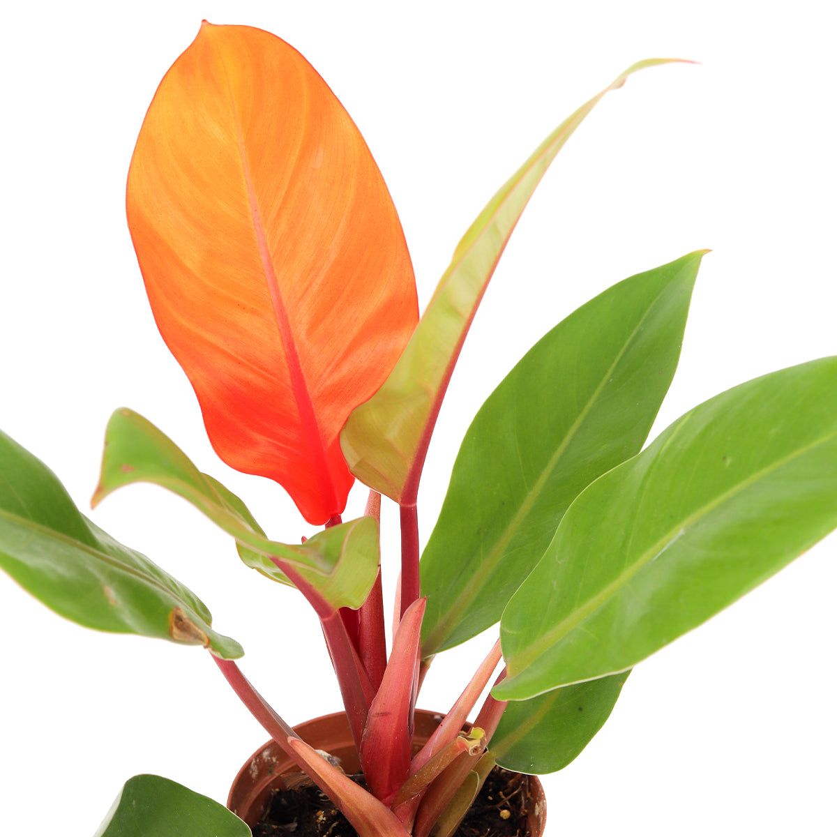 red cherry philodendron Philodendron Cherry Red - Colorful Air-purifying Plants For Home, Office