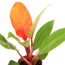 Philodendron Cherry Red for sale, buy houseplants online, plants for tabletop, houseplants in ca
