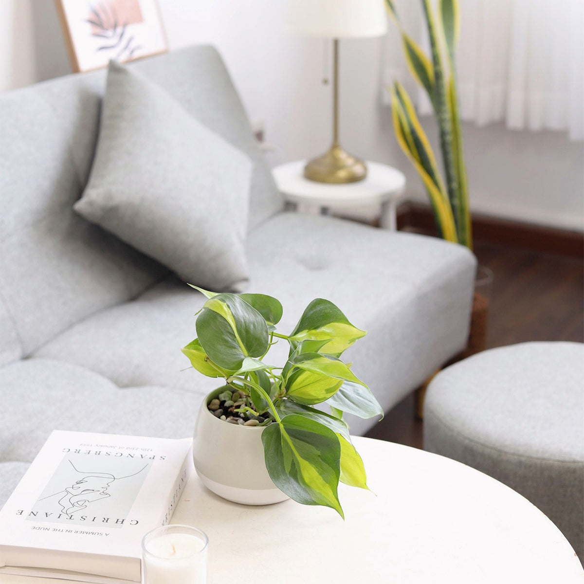 small Philodendron Cordatum Brasil, Philodendron Cordatum Brasil in CA, buy Philodendron Cordatum Brasil online, Philodendron Cordatum Brasil near me