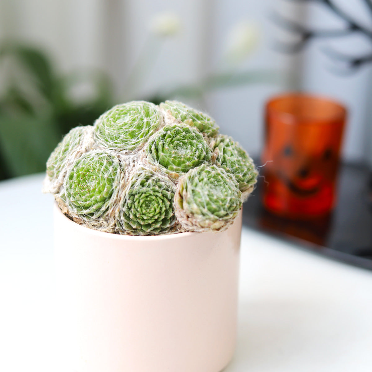 succulents spider web Sempervivum Cobweb Hens and Chicks - Hardy Live Plants