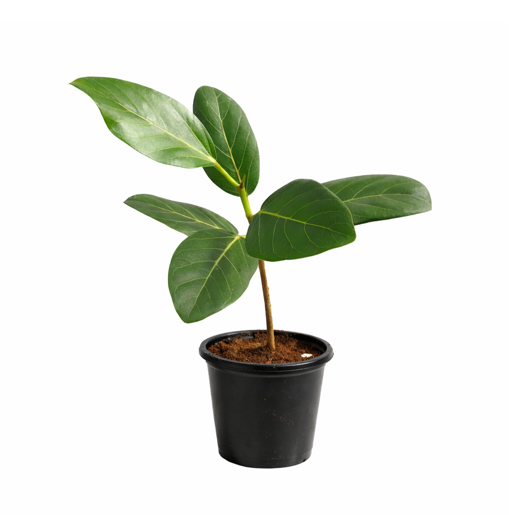 4 inch Ficus 'Audrey' in white ceramic decorative pot, easy to grow indoor plants, Ficus 'Audrey' for sale