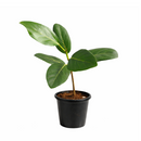 4 inch Ficus 'Audrey' in white ceramic decorative pot, easy to grow indoor plants, Ficus 'Audrey' for sale