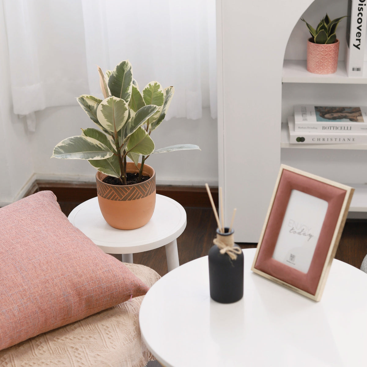 pink rubber tree plant, ficus elastica tineke ruby, ficus elastica ruby, pink rubber tree