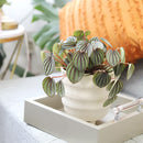 Peperomia Piccolo Banda, the best office plant, houseplant for low light rooms, exotic houseplant, Peperomia Piccolo Albovittata, small houseplant for working desk and office, low light houseplant