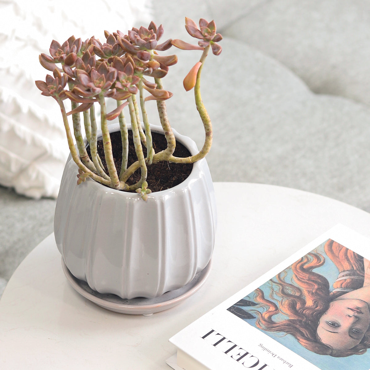 glazed ceramic pots for succulents 6 inch Grey Glazed Ceramic Contour Planter - Buy Ceramic Pot Online