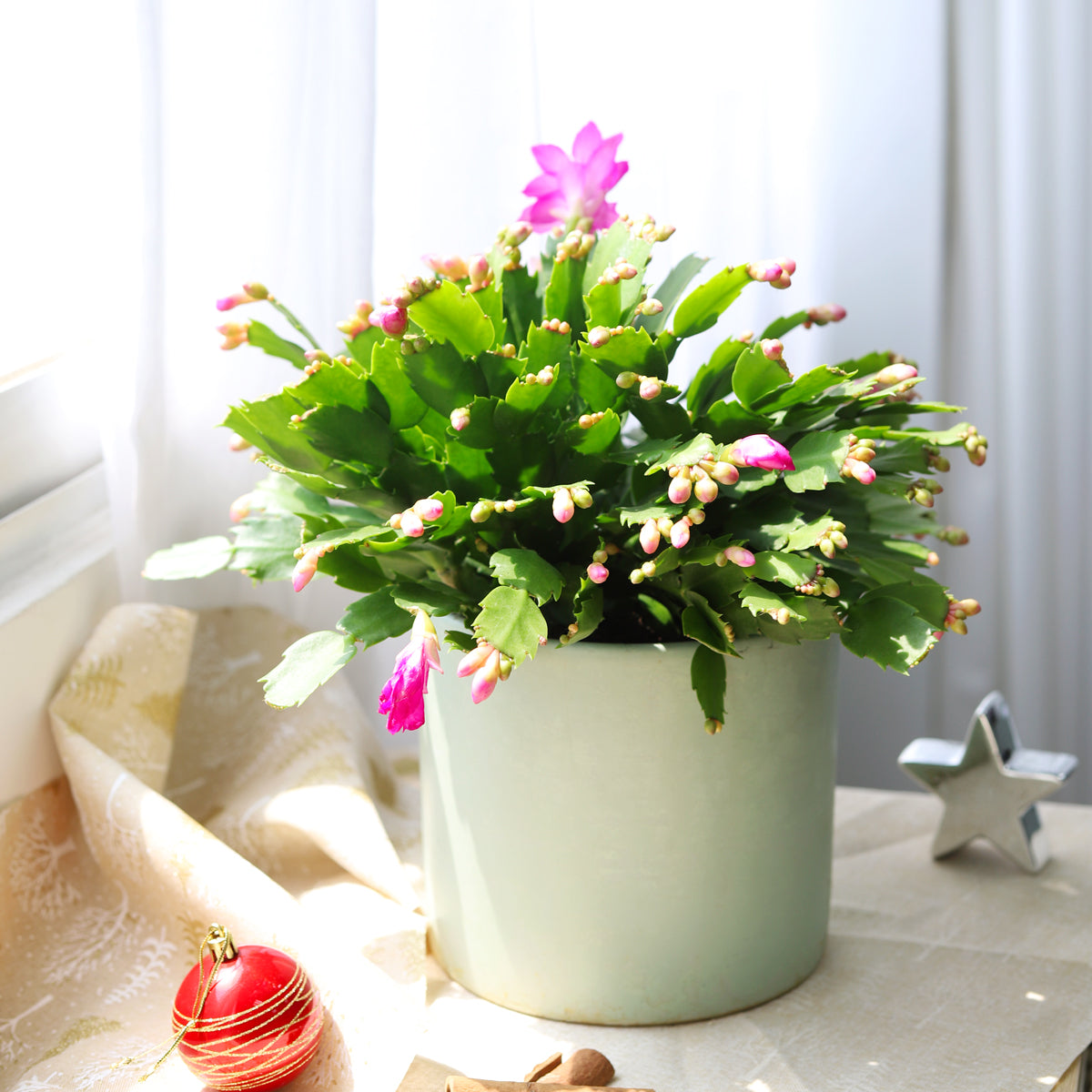 christmas cactus, christmas cactus care, thanksgiving cactus vs christmas cactus, how to get christmas cactus to bloom