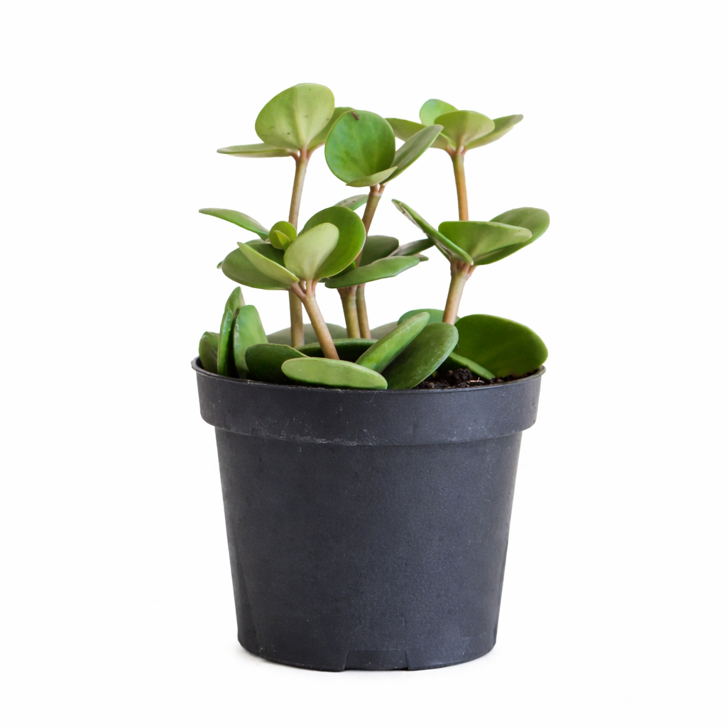  Peperomia Hope care guide, medium-light houseplant, houseplant for hanging baskets, light and watering requirement for Peperomia Hope