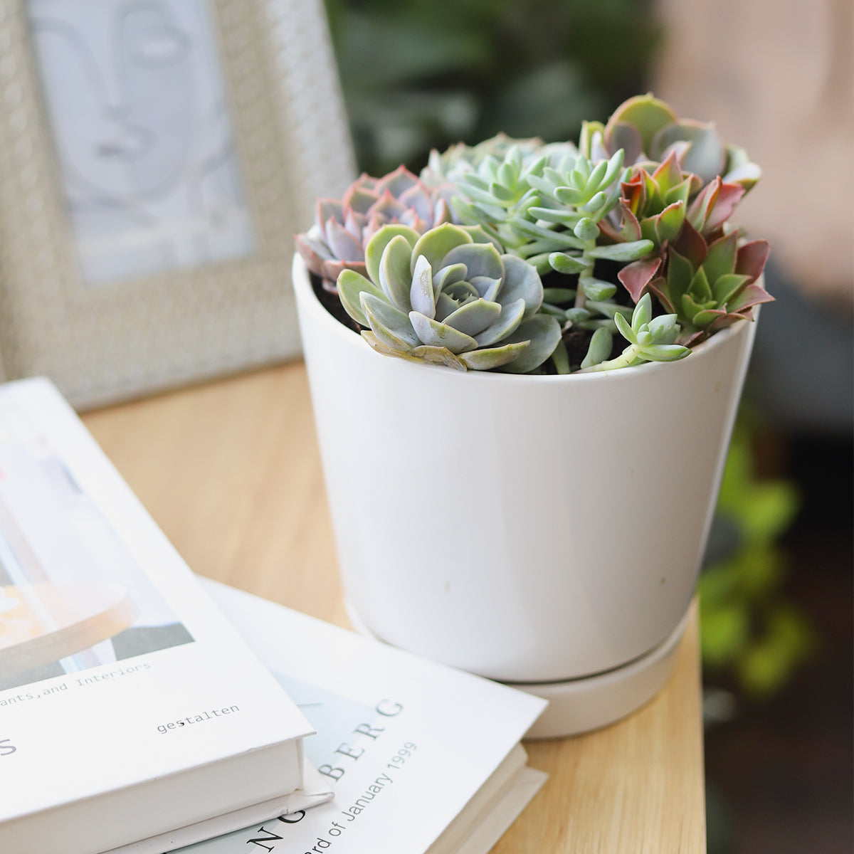 grey succulent pot Succulent Arrangement in Grey Minimalist Planter