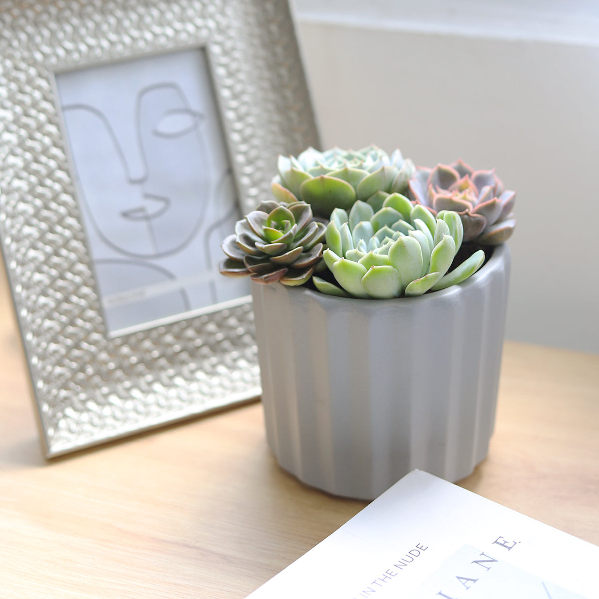 Succulent Arrangement in Grey Ceramic Faux Cement, rosette succulents, colorful succulents, stunning succulent arrangement for home and office decor, succulent arrangement