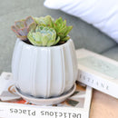 Succulent Arrangement in Ceramic Pot, rosette succulents, colorful succulents, stunning succulent arrangement for home and office decor, random succulents in ceramic pots