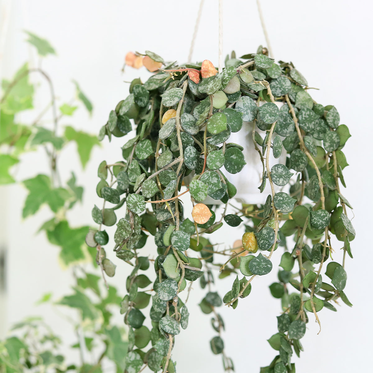 indoor plants hoya Hoya 'Curtisii'