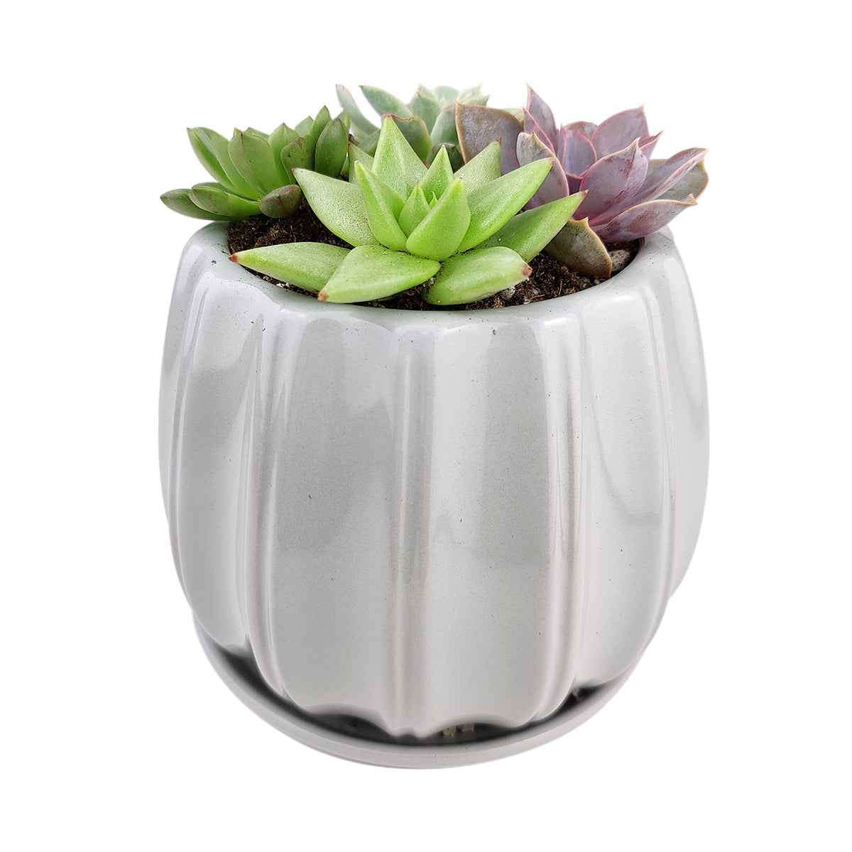 Succulent Arrangement in Ceramic Pot, rosette succulents, colorful succulents, stunning succulent arrangement for home and office decor