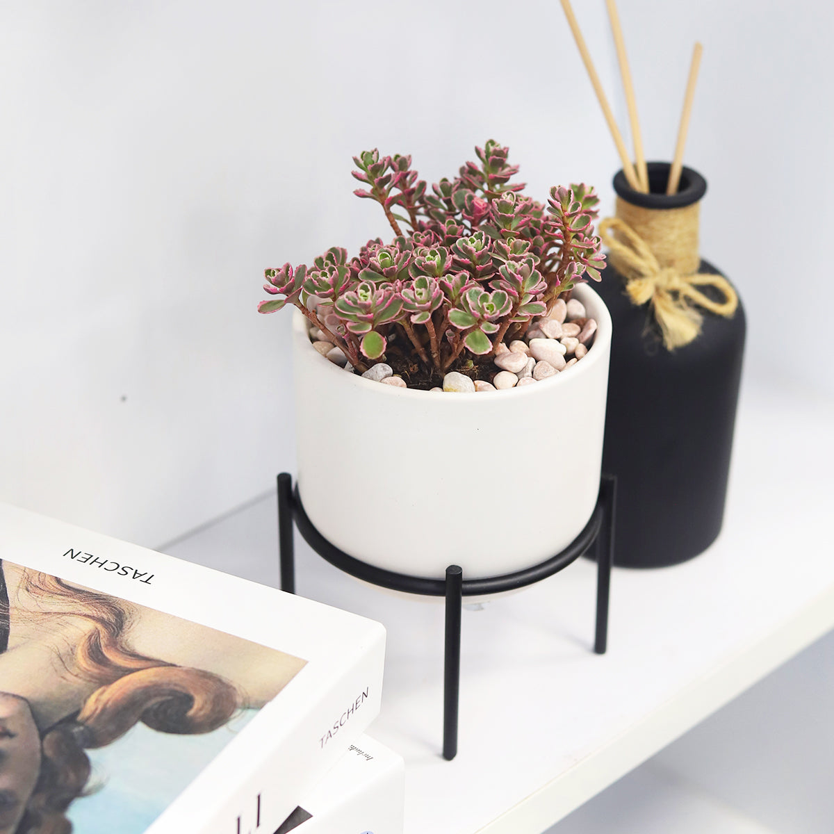 succulents in metal pots 4 inch Solid White Ceramic Planter with Metal Stand - Shop Succulent Cactus Pots