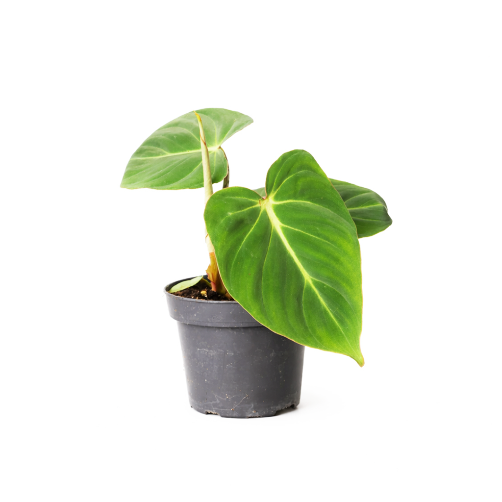 philodendron gloriosum new leaf Philodendron Gloriosum Heart-shaped Leaves, Easy Care Indoor Plants