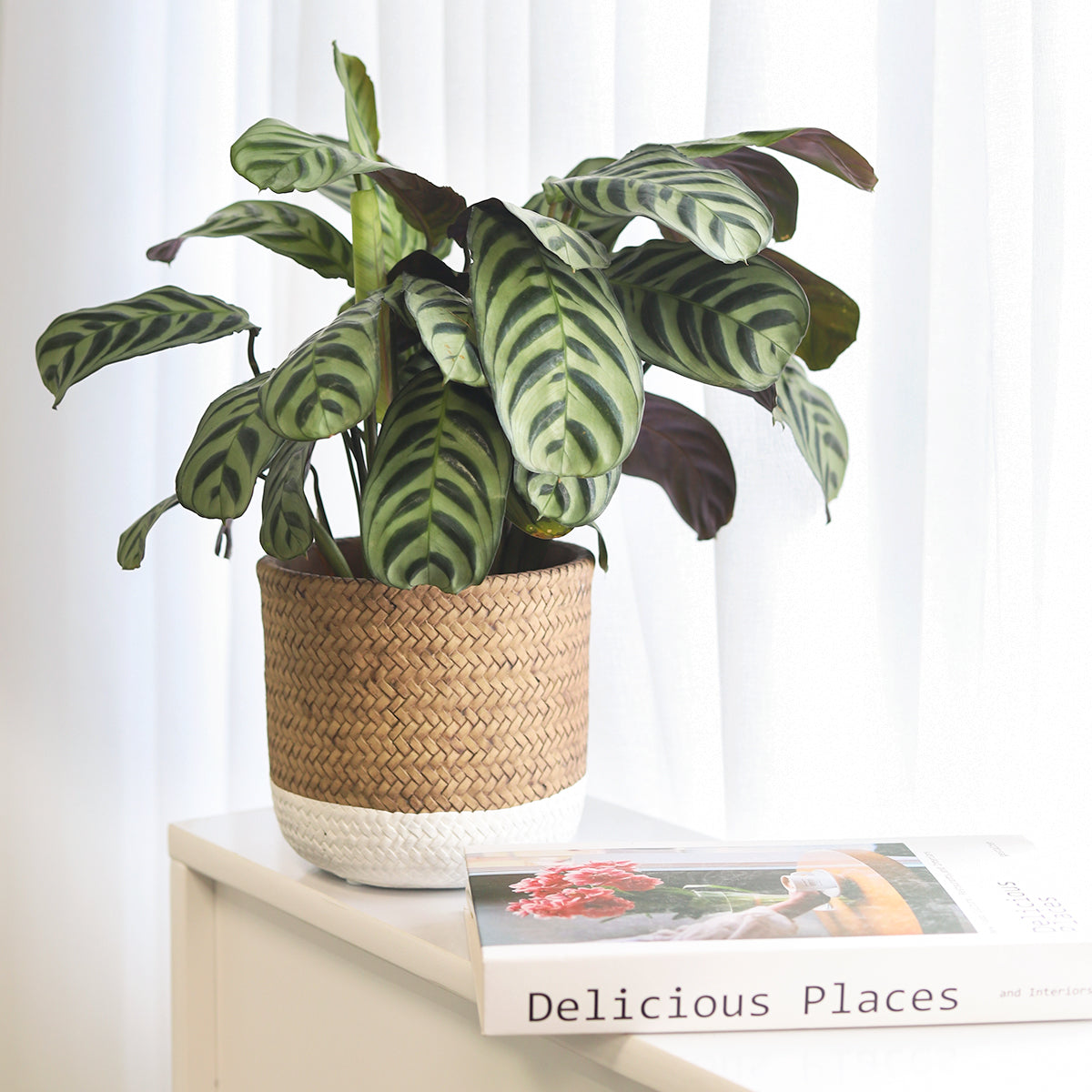 6 inch planter, round planter for sale, cement planter, cement plant pot, basket design planter, 6 inch pot for indoor houseplant, hand-crafted planter, plant pot with drainage hole, round shape planter for indoor houseplants