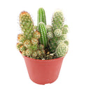 Cactus Garden Arrangement, Cacti, Random Cactus in Pot, Unique Cactus Arrangment, 3 kinds of cactus in pot for sale, cactus for sale