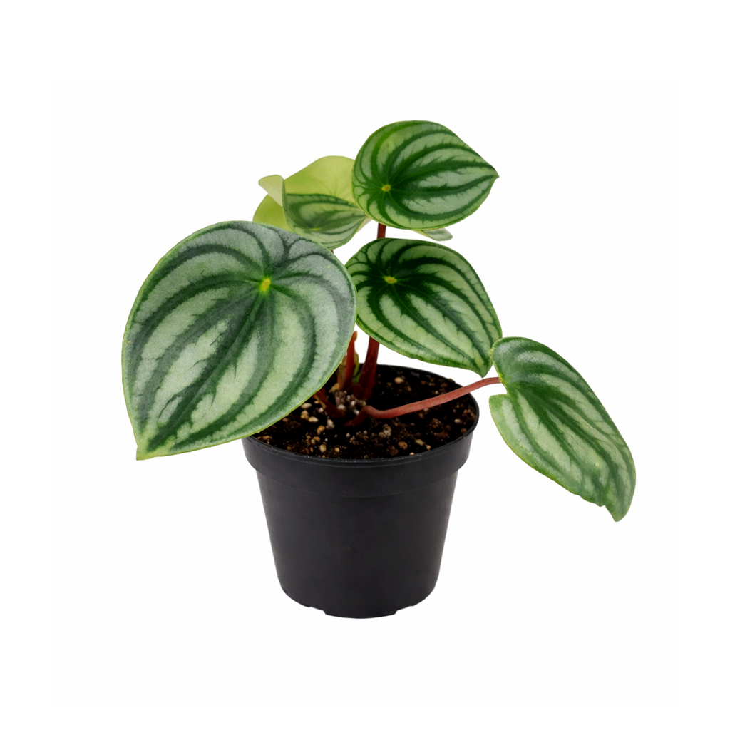 houseplant for sale, easy to care houseplant for home and office decoration, Peperomia Watermelon for sale