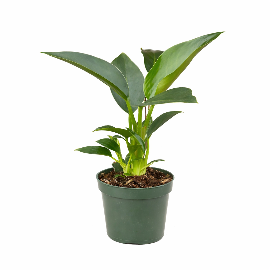 Philodendron 'Congo Green'