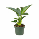 Philodendron Congo Green 6 inch for sale online, Rare foliage plant for home office decor, Fast-growing plant with a striking glossy heart-shaped foliage