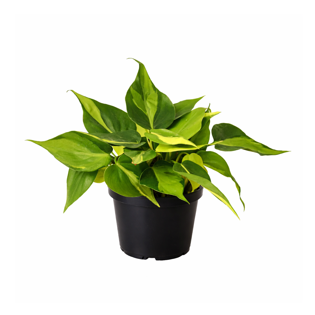 Philodendron Cordatum Brasil, philodendron cordatum heartleaf, Philodendron Cordatum Brasil for sale, best place to buy house plants online
