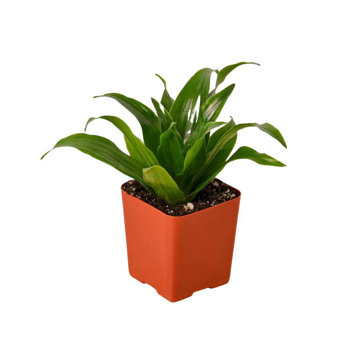 3" pot 3" tropical plant variety bundle live houseplant for sale, compact small-space tropical plants, rich forest green leaves, thrives in offices and living rooms, low maintenance care routine, beautiful on a plant shelf or bookcase, charming gift for new homeowners